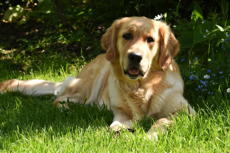 Golden retriever in het gras