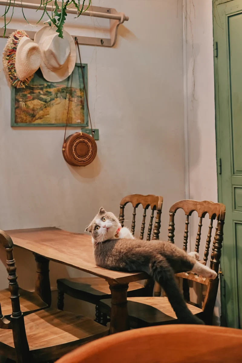 Kat op een houten tafel