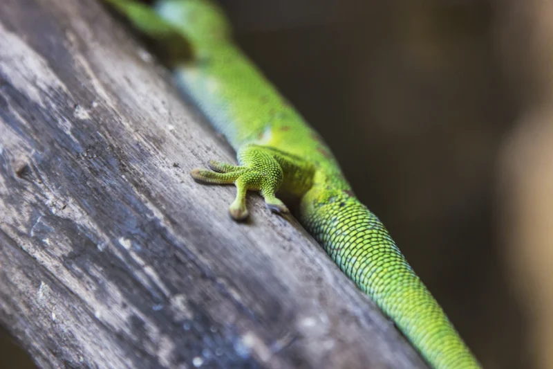 Detail van een groene gekko