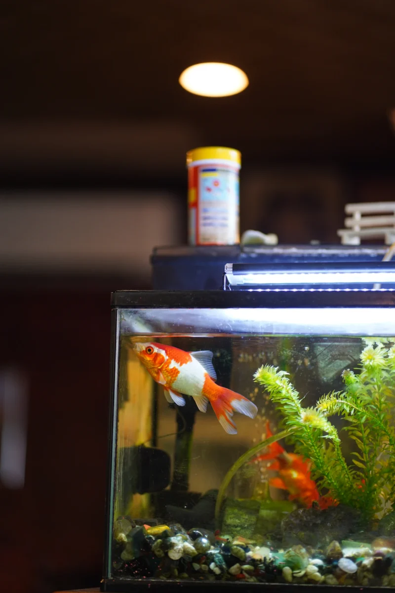 Goudvis in een aquarium