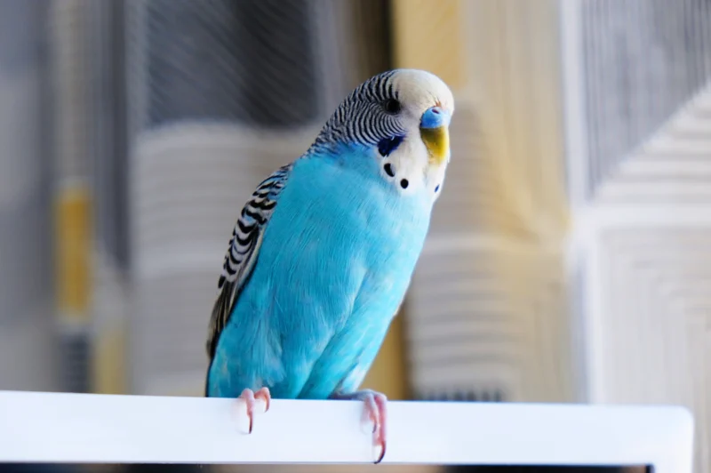 Blauwe grasparkiet